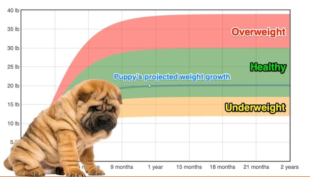 How Heavy Will My Chinese Shar Pei Weigh? | The Goody Pet